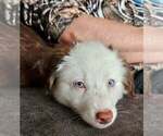 Small Photo #2 Miniature Australian Shepherd Puppy For Sale in CARVER, MN, USA
