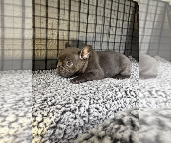 Medium Photo #8 French Bulldog Puppy For Sale in WACO, TX, USA