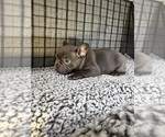 Small Photo #8 French Bulldog Puppy For Sale in WACO, TX, USA