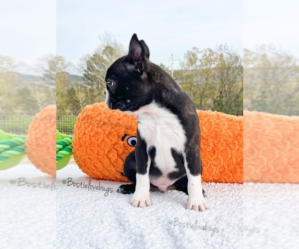 Medium Photo #4 Boston Terrier Puppy For Sale in ODENVILLE, AL, USA
