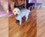 Small Photo #1 Goldendoodle Puppy For Sale in JACKSONVILLE, FL, USA