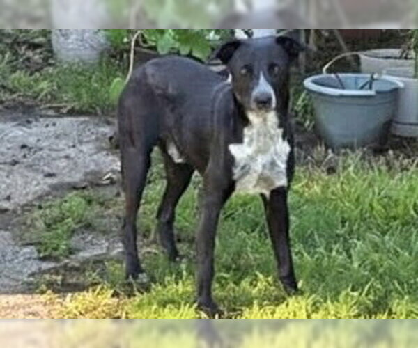 Medium Photo #1 Mutt Puppy For Sale in Houston, TX, USA