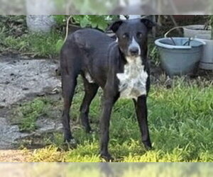 Mutt Dogs for adoption in Houston, TX, USA