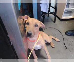 Redbone Coonhound-Unknown Mix Dogs for adoption in Tulsa, OK, USA