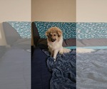 Small #3 Great Pyrenees-Pomeranian Mix