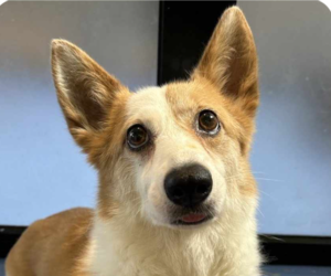 Pembroke Welsh Corgi Dogs for adoption in San Ramon, CA, USA