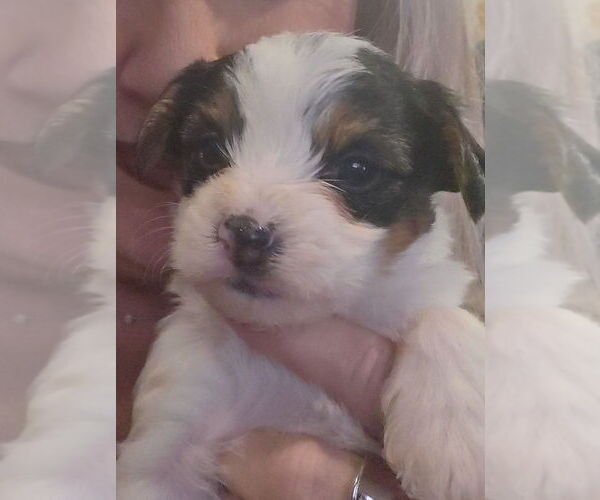 Medium Photo #5 Yorkshire Terrier Puppy For Sale in ALEXANDER CITY, AL, USA