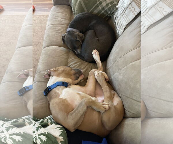 Medium Photo #9 Boxer-Unknown Mix Puppy For Sale in Princeton, MN, USA