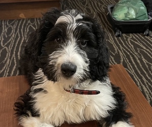 Bernedoodle Puppy for sale in GRANTS PASS, OR, USA