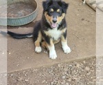 Small Photo #23 Australian Shepherd Puppy For Sale in SALEM, OR, USA