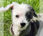 Small #18 Poodle (Toy) Mix