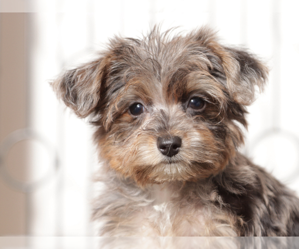 Medium Photo #3 YorkiePoo Puppy For Sale in NAPLES, FL, USA