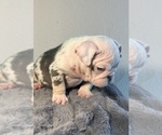 Small #4 English Bulldog
