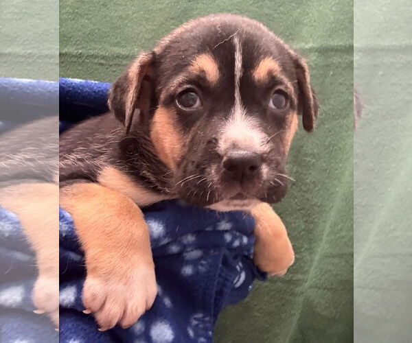 Medium Photo #1 Labrador Retriever-Unknown Mix Puppy For Sale in The Woodlands, TX, USA