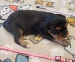 Small Photo #31 Aussalier Puppy For Sale in ATHOL, ID, USA