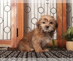 Small #1 Shorkie Tzu