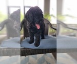 Small #8 Labradoodle