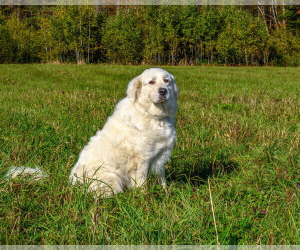 Medium Photo #2 Great Pyrenees Puppy For Sale in Croydon, NH, USA