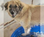Small #7 Anatolian Shepherd Mix