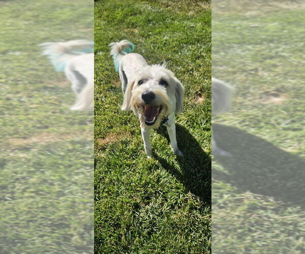 Medium Photo #3 Mutt Puppy For Sale in Banning, CA, USA