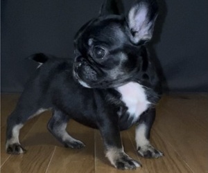 French Bulldog Puppy for Sale in EDISON, New Jersey USA