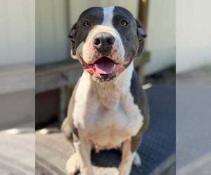 Cali - Female American Pit Bull Terrier-Unknown Mix Dog for Adoption - Photo #3