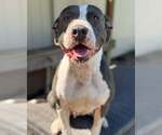 Small Photo #3 American Pit Bull Terrier-Unknown Mix Puppy For Sale in North Myrtle Beach, SC, USA