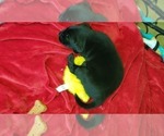 Small Photo #13 Labrador Retriever Puppy For Sale in WOODLAND, WA, USA