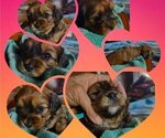 Puppy Puppy #1 Cavachon-Cavapoo Mix