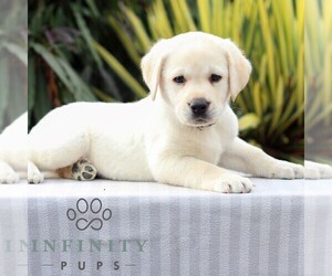 Labrador Retriever Puppy for sale in GORDONVILLE, PA, USA