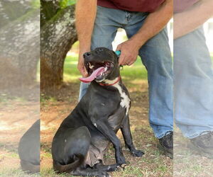 American Pit Bull Terrier-Unknown Mix Dogs for adoption in Rockaway, NJ, USA