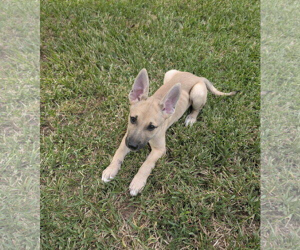 Medium Photo #3 German Shepherd Dog-Unknown Mix Puppy For Sale in The Woodlands, TX, USA