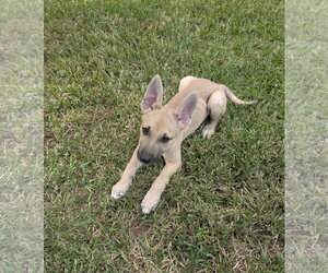 Petal - Male German Shepherd Dog-Unknown Mix Dog for Adoption - Photo #3