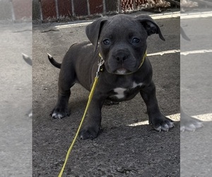 Medium American Bully
