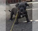 Puppy Storm American Bully