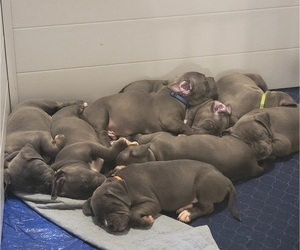 American Pit Bull Terrier Litter for sale in OAKLAND, MD, USA
