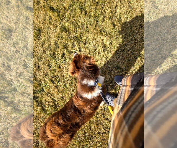 Medium Photo #3 Border Collie Puppy For Sale in Sandy, UT, USA