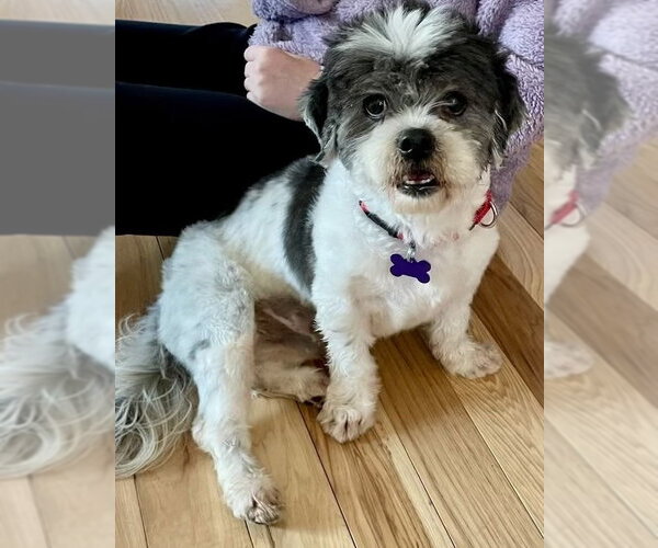 Medium Photo #3 Shih Tzu Puppy For Sale in Oak Bluffs, MA, USA