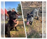 Puppy Orange Belgian Malinois-Dutch Shepherd Dog Mix