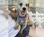 Small #1 Dachshund Mix