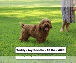 Small Photo #1 Cavapoo (Miniature) Puppy For Sale in CLARKRANGE, TN, USA