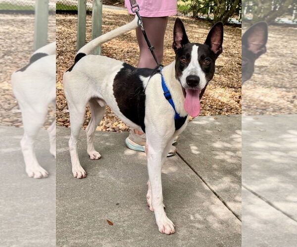 Medium Photo #1 Collie-Unknown Mix Puppy For Sale in Hilton Head, SC, USA