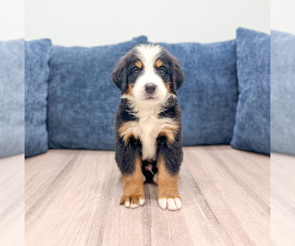 Medium Photo #2 Bernese Mountain Dog Puppy For Sale in DUNDEE, OH, USA