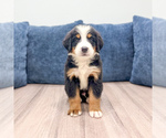 Small #1 Bernese Mountain Dog
