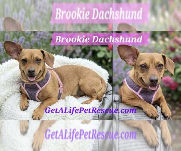 Medium Photo #19 Dachshund Puppy For Sale in Plantation, FL, USA