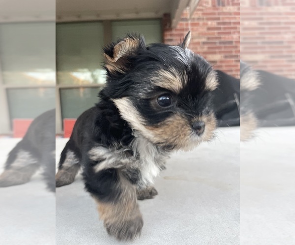 Medium Photo #5 Yorkshire Terrier Puppy For Sale in RICHMOND, TX, USA