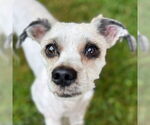 Small #3 Mutt