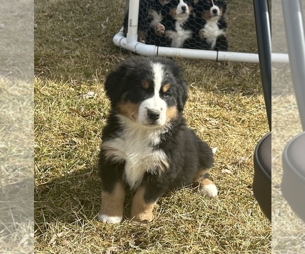 Medium Photo #11 Bernese Mountain Dog Puppy For Sale in ATHENS, WI, USA