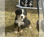 Small #9 Bernese Mountain Dog