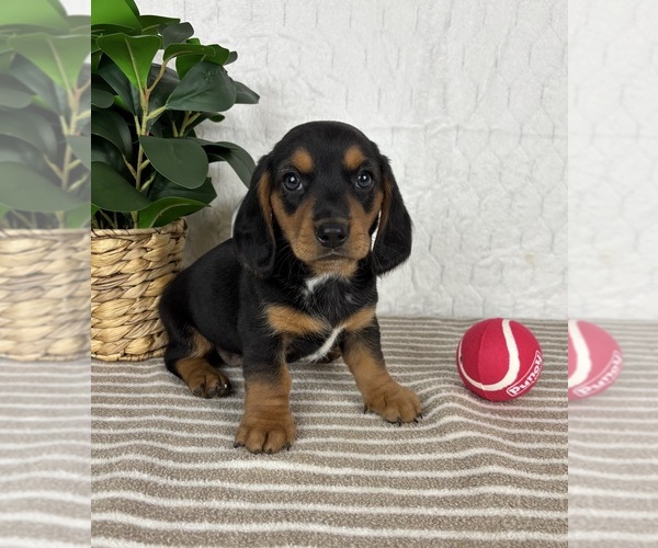 Medium Photo #4 Dachshund Puppy For Sale in FRANKLIN, IN, USA